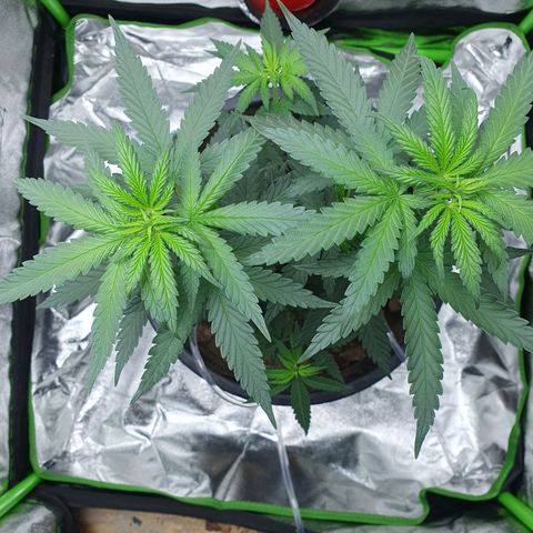 Driving ban growlog timeline photo