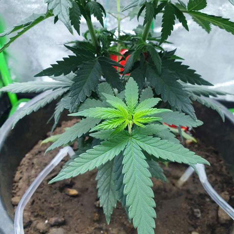 Driving ban growlog timeline photo