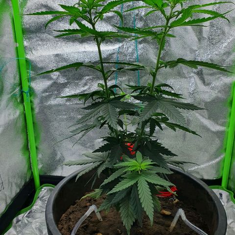 Driving ban growlog timeline photo