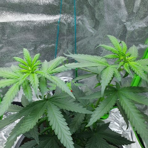 Driving ban growlog timeline photo