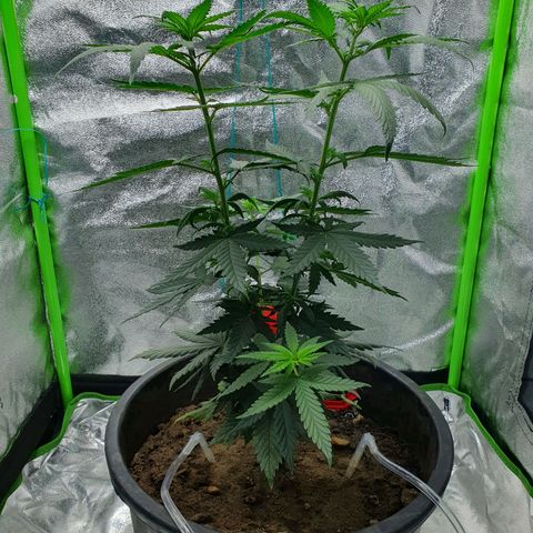Driving ban growlog timeline photo