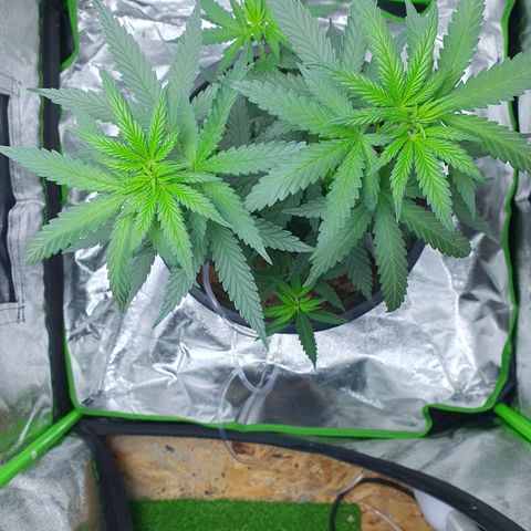 Driving ban growlog timeline photo
