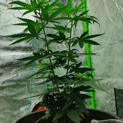 Driving ban growlog timeline photo