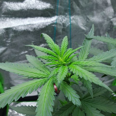 Driving ban growlog timeline photo