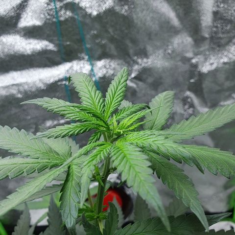 Driving ban growlog timeline photo