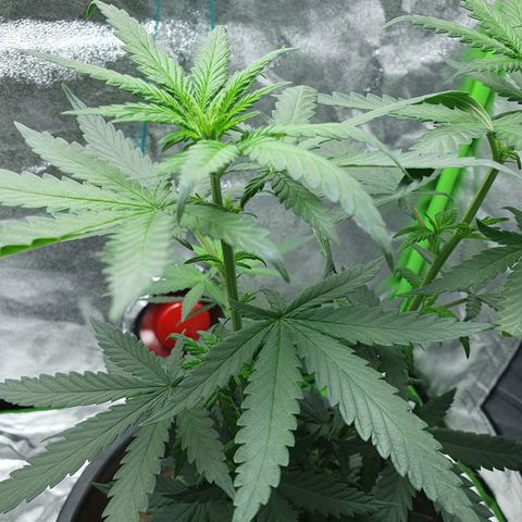 Driving ban growlog timeline photo
