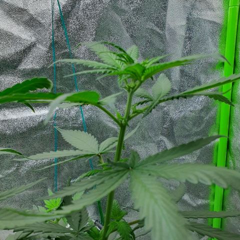 Driving ban growlog timeline photo