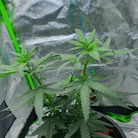 Driving ban growlog timeline photo