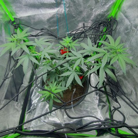 Driving ban growlog timeline photo