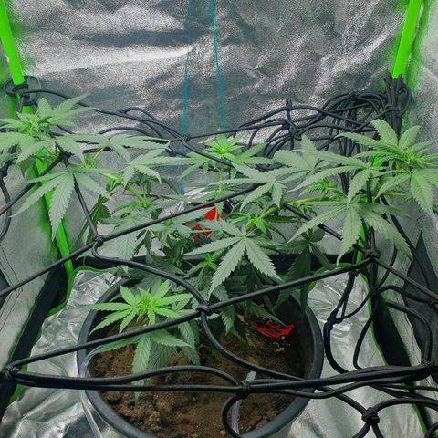 Driving ban growlog timeline photo