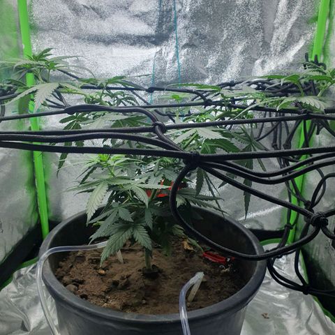Driving ban growlog timeline photo