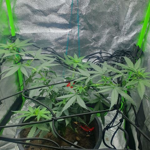 Driving ban growlog timeline photo