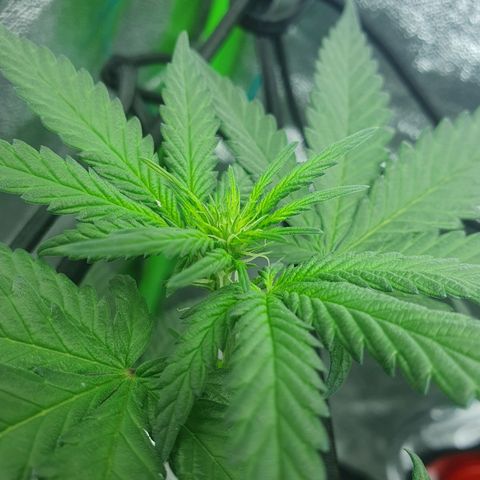 Driving ban growlog timeline photo