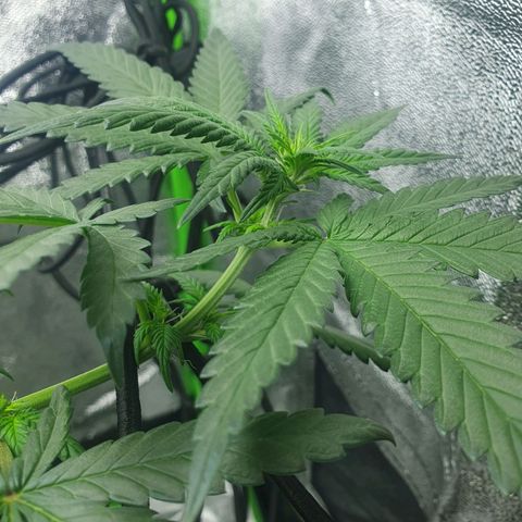 Driving ban growlog timeline photo
