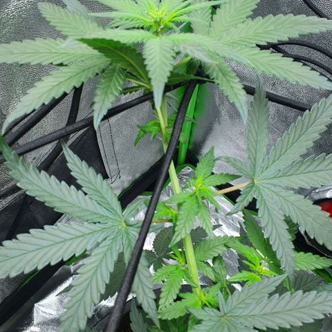 Driving ban growlog timeline photo