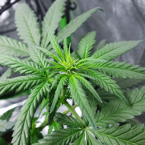 Driving ban growlog timeline photo