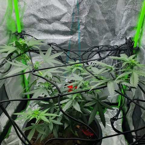 Driving ban growlog timeline photo