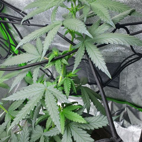 Driving ban growlog timeline photo