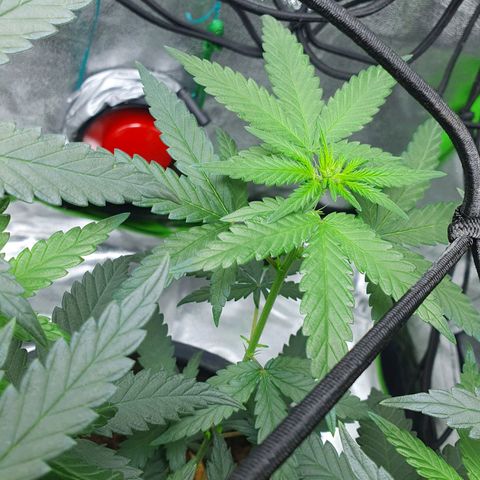 Driving ban growlog timeline photo