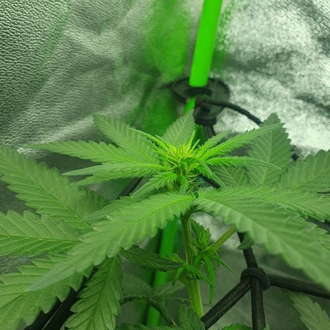 Driving ban growlog timeline photo