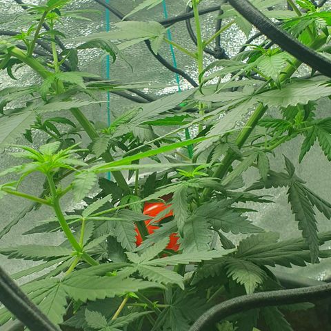 Driving ban growlog timeline photo