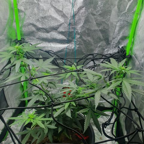 Driving ban growlog timeline photo