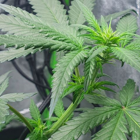Driving ban growlog timeline photo
