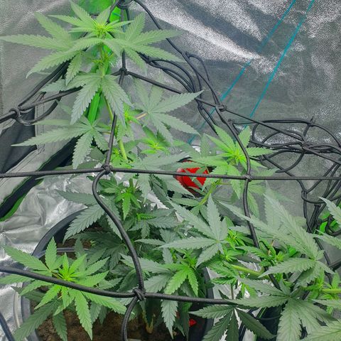 Driving ban growlog timeline photo