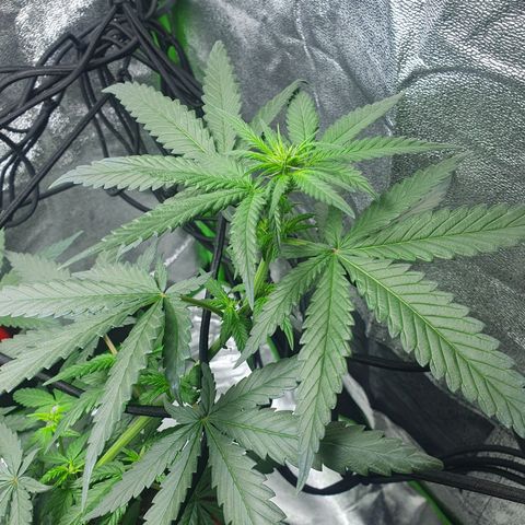 Driving ban growlog timeline photo