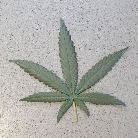 Driving ban growlog photo: Slight trim to let a bit of light into the lower parts of the plant