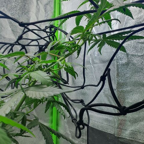 Driving ban growlog photo: Slight trim to let a bit of light into the lower parts of the plant