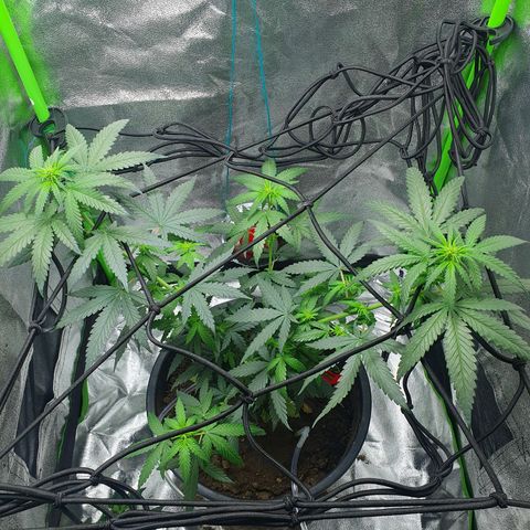Driving ban growlog photo: Slight trim to let a bit of light into the lower parts of the plant