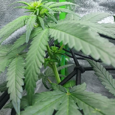 Driving ban growlog photo: Slight trim to let a bit of light into the lower parts of the plant