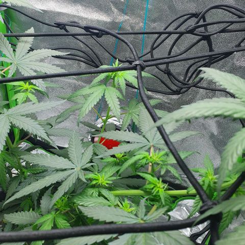 Driving ban growlog photo: Slight trim to let a bit of light into the lower parts of the plant