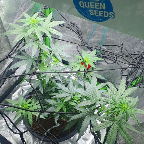 Driving ban growlog photo: Slight trim to let a bit of light into the lower parts of the plant