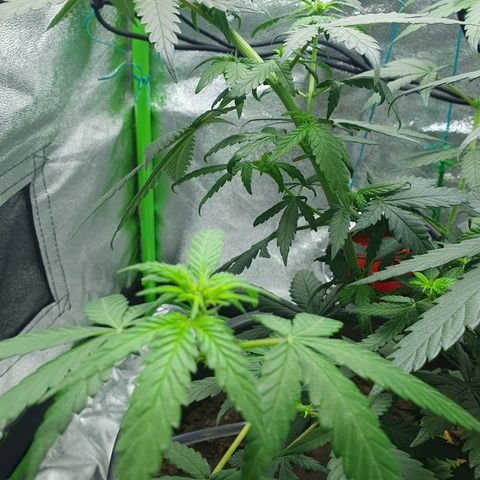 Driving ban growlog photo: Slight trim to let a bit of light into the lower parts of the plant