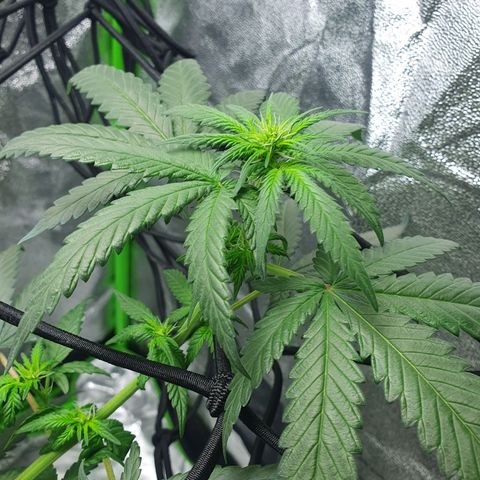 Driving ban growlog photo: Slight trim to let a bit of light into the lower parts of the plant