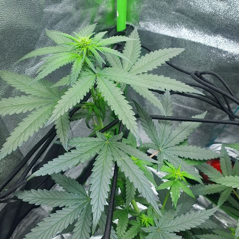 Driving ban growlog photo: Another quick clip of the larger leaves to allow more light to the lighter flower parts