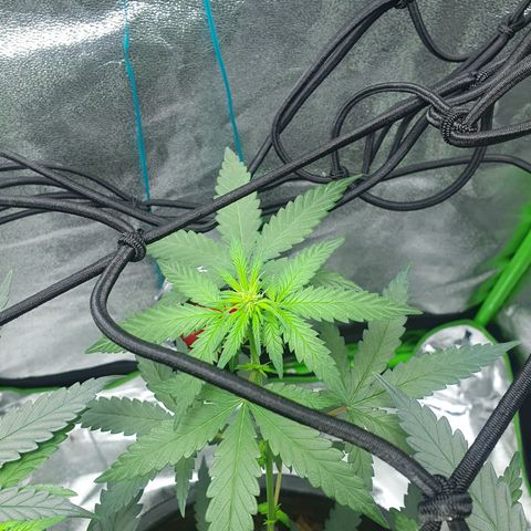 Driving ban growlog photo: Another quick clip of the larger leaves to allow more light to the lighter flower parts