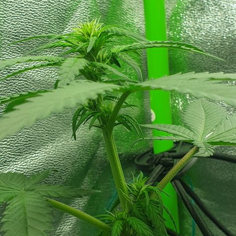 Driving ban growlog photo: Another quick clip of the larger leaves to allow more light to the lighter flower parts