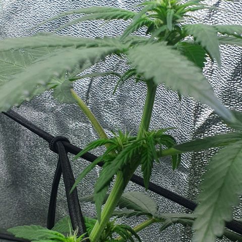 Driving ban growlog photo: Another quick clip of the larger leaves to allow more light to the lighter flower parts