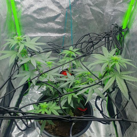 Driving ban growlog photo: Another quick clip of the larger leaves to allow more light to the lighter flower parts