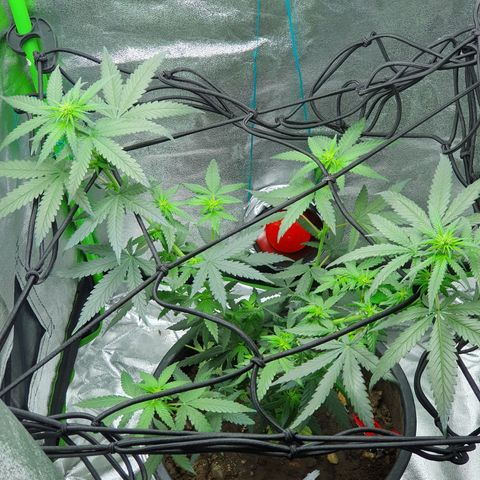 Driving ban growlog photo: Another quick clip of the larger leaves to allow more light to the lighter flower parts