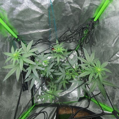 Driving ban growlog photo: Another quick clip of the larger leaves to allow more light to the lighter flower parts