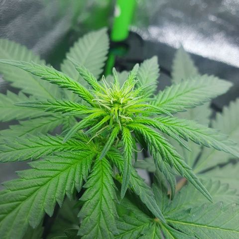 Driving ban growlog photo: Another quick clip of the larger leaves to allow more light to the lighter flower parts