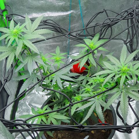 Driving ban growlog photo: Another quick clip of the larger leaves to allow more light to the lighter flower parts
