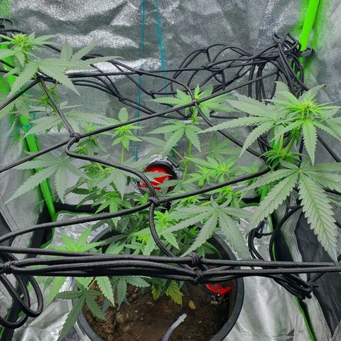 Driving ban growlog timeline photo