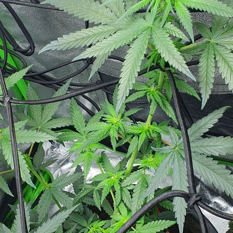 Driving ban growlog timeline photo