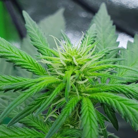 Driving ban growlog timeline photo
