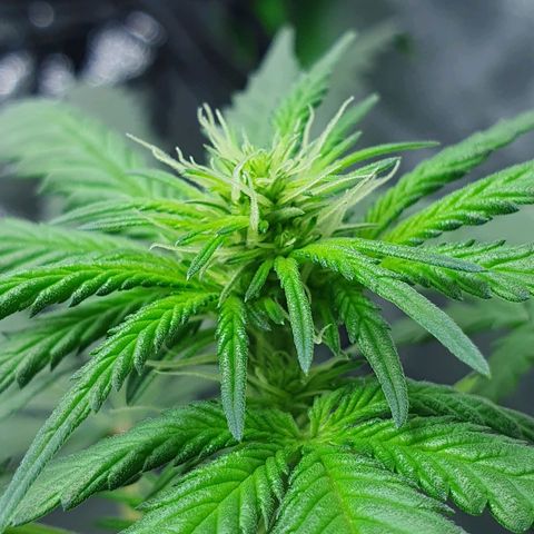 Driving ban growlog timeline photo